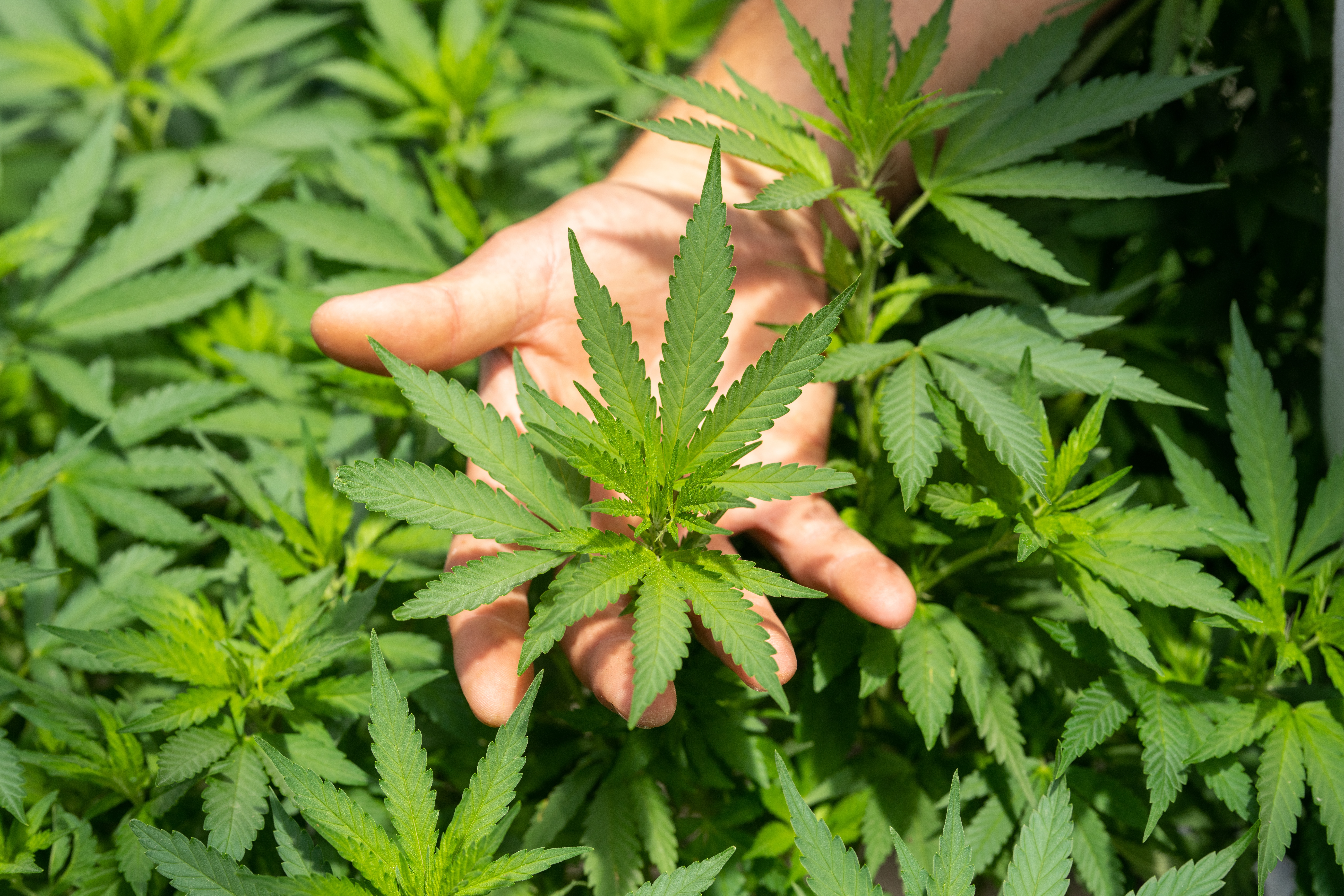 Feuilles de cannabis dans une main