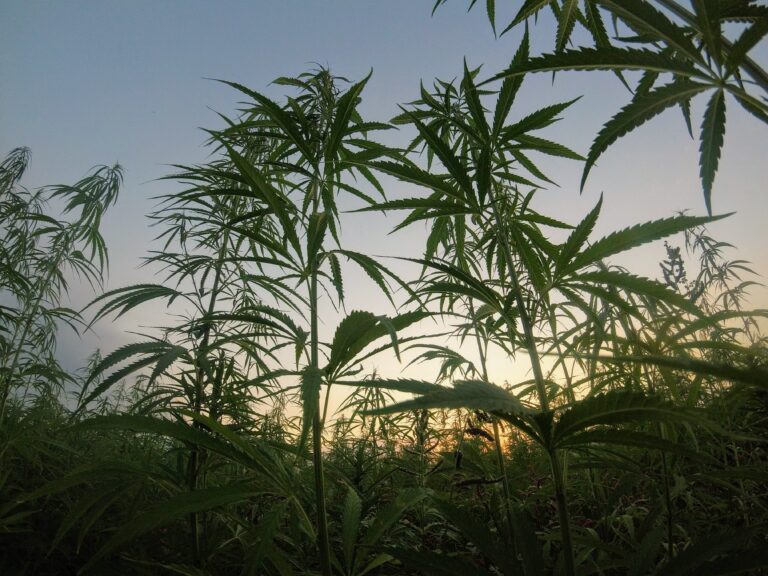 Champ de cannabis avec des plants