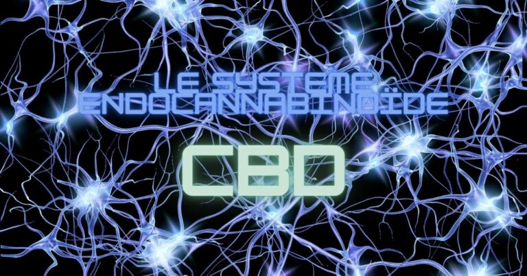 Comprendre le pouvoir du CBD : le système endocannabinoïde